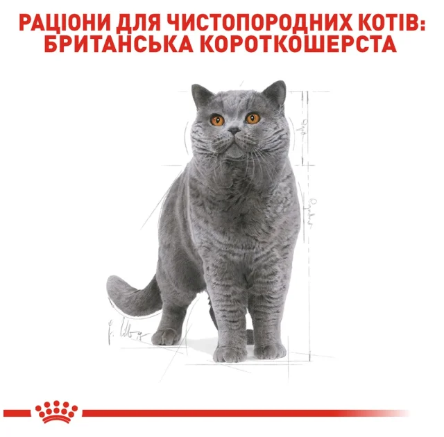 Сухий корм Royal Canin British Shorthair Adult для британських короткошерстих кішок, 4 кг