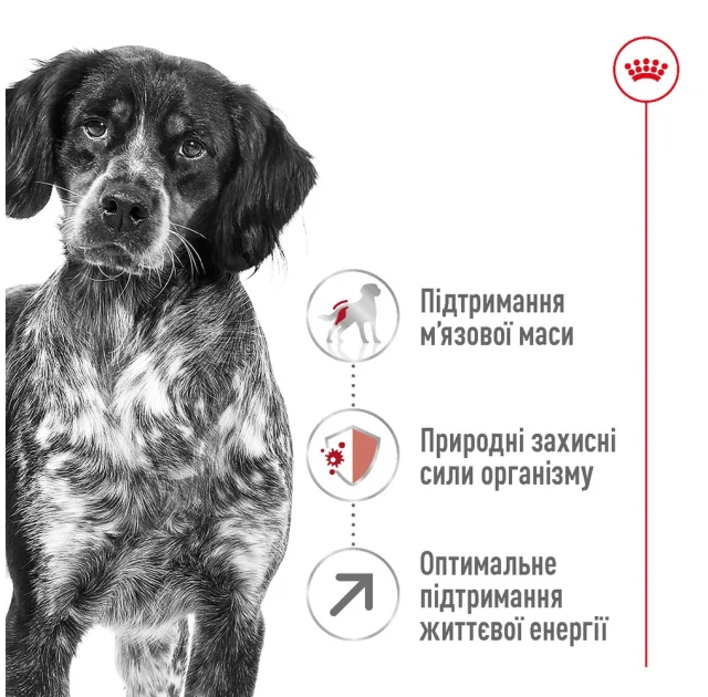 Сухой корм Royal Canin Medium Adult 7+ для собак средних пород старше 7 лет, 4 кг
