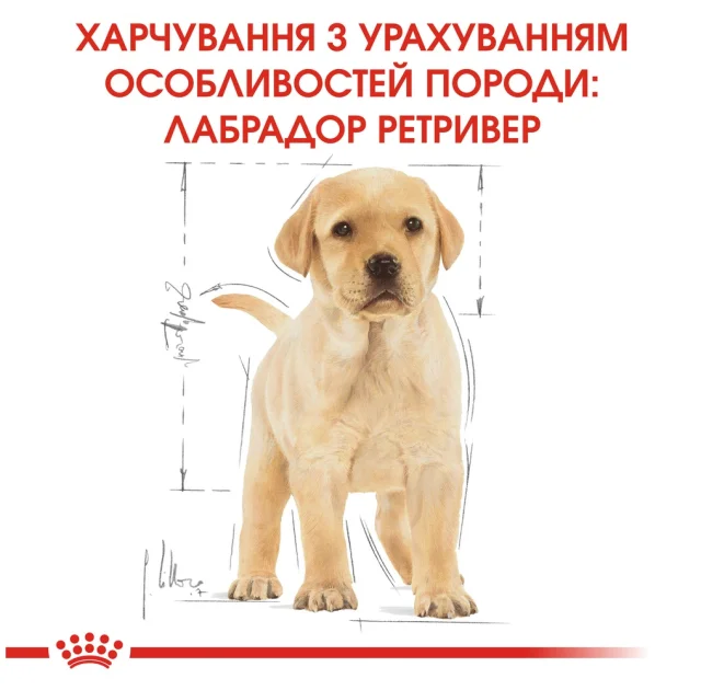 Сухий корм Royal Canin Labrador Retriever Puppy для цуценят лабрадора до 15 місяців, 3 кг