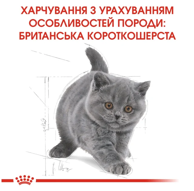 Сухий корм Royal Canin British Shorthair Kitten для британських кошенят, 2 кг