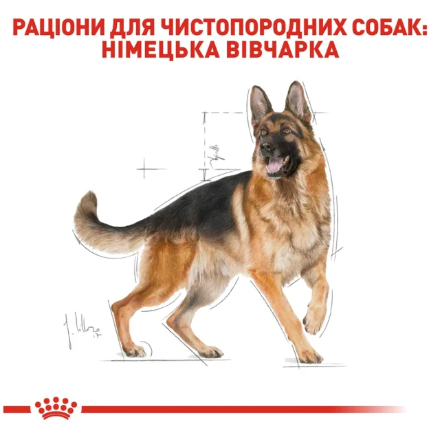 Сухий корм Royal Canin German Shepherd Adult для німецької вівчарки, 11 кг