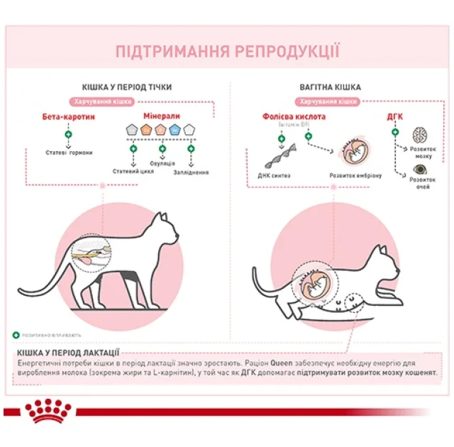 Сухий корм Royal Canin Queen для кішок в період тічки, вагітності та лактації, 4 кг