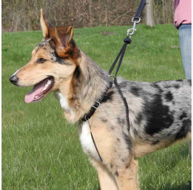 Навчальна шлея Trixie для собак, 40-60 см х 25 мм