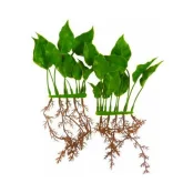 Декорація Hagen Anubias Nana, рослина пластикове, 15 см