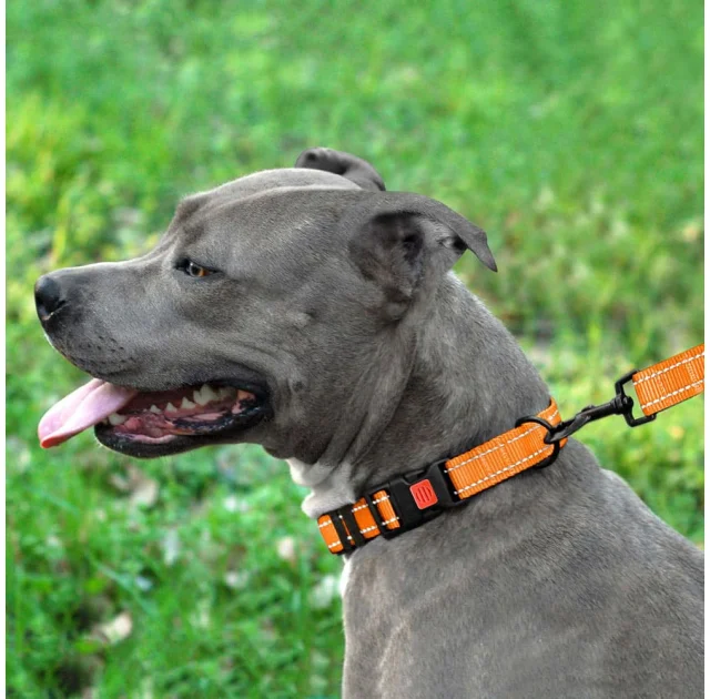 Нашийник BronzeDog Active, для собак, нейлоновий, фастекс пластик, помаранчевий, 35-53×2.5 см