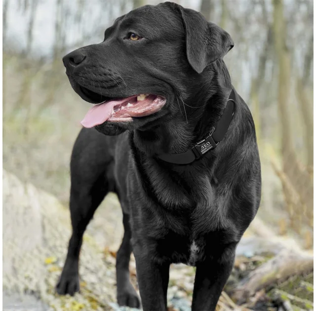 Ошейник BronzeDog Active, для собак, водоотталкивающий, фастекс металл, чёрный, 35-53×2.5 см