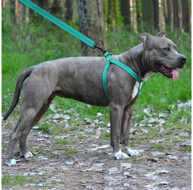 Шлея BronzeDog Active для собак, світловідбиваючий нейлон, бірюзовий, 57-73 см