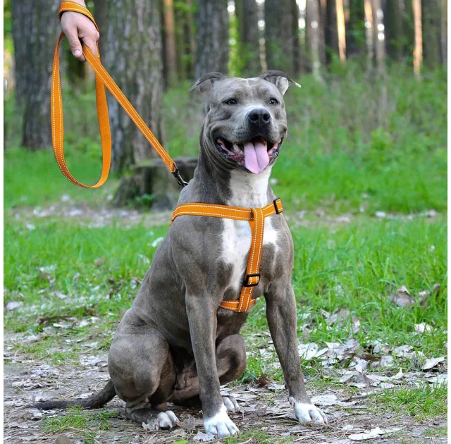 Шлея BronzeDog Active для собак, світловідбиваючий нейлон, помаранчевий, 40-53 см