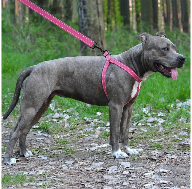 Шлея BronzeDog Active для собак, світловідбиваючий нейлон, рожевий, 40-53 см