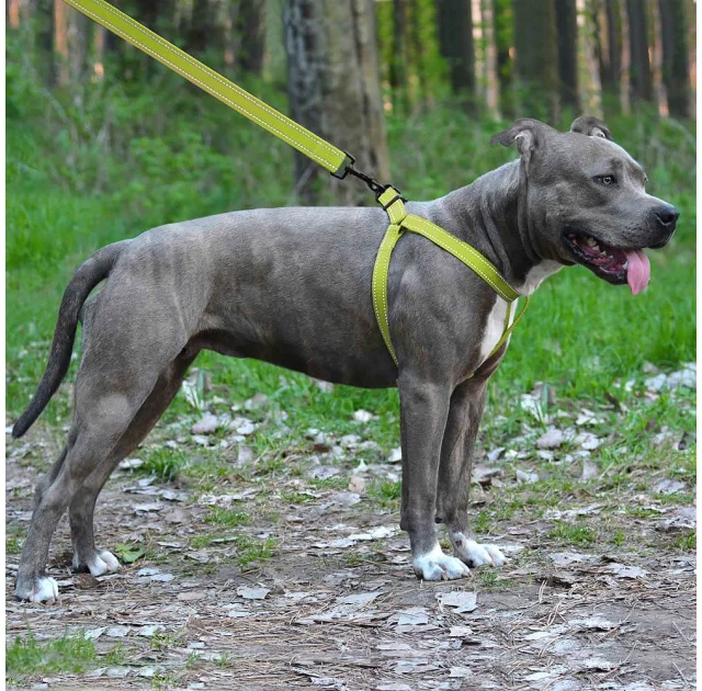 Шлея BronzeDog Active для собак, світловідбиваючий нейлон, салатовий, 40-53 см