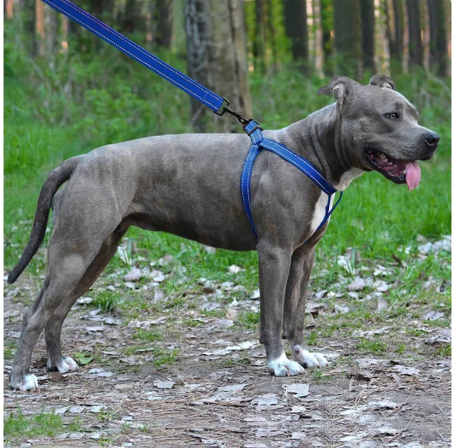 Шлея BronzeDog Active для собак, світловідбиваючий нейлон, синій, 45-60 см