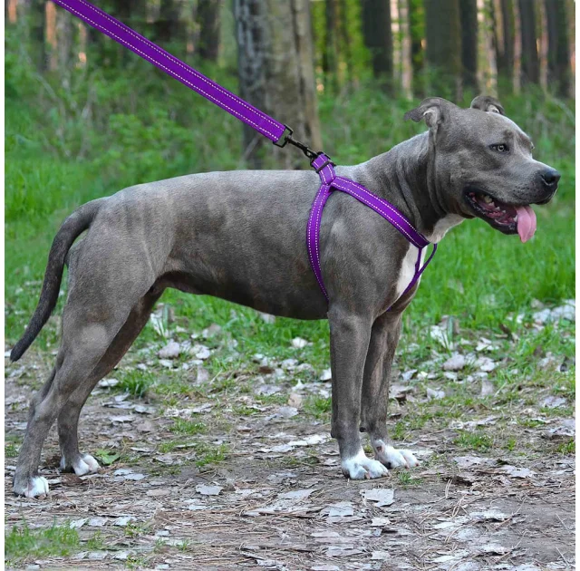 Шлея BronzeDog Active для собак, світловідбиваючий нейлон, фіолетовий, 45-60 см
