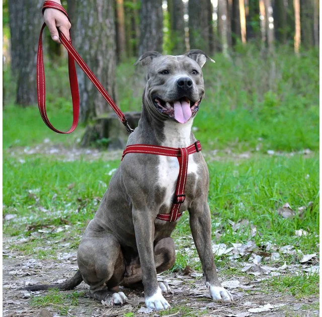 Шлея BronzeDog Active для собак, світловідбиваючий нейлон, червоний, 57-73 см