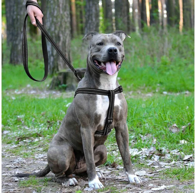 Шлея BronzeDog Active для собак, светоотражающий нейлон, чёрный, 45-60 см