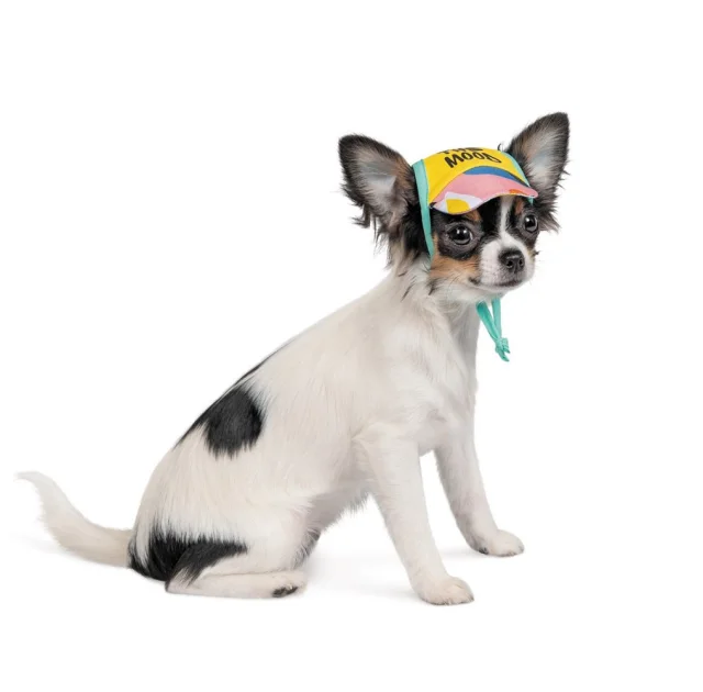 Кепка Pet Fashion Trends Summer XS для собак, хлопок, жёлтая