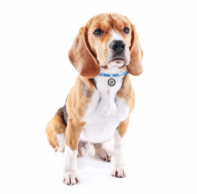 Шнурок для адресника Waudog Smart ID из паракорда, светоотражающий, размер S, 4 мм/25-45 см, синий