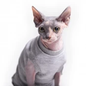 Майка без рукава Style Pets Martin для котів, розмір M-