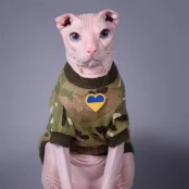 Кофта Style Pets Multikam для котів, принт, розмір XL