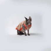 Майка Style Pets ALL NEW для котів, розмір XL