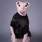 Кофта Style Pets Emerald для котів, принт, розмір XXS