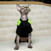 Кофта Style Pets FaceSPS для котів, колір зелений, розмір L-
