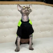 Кофта Style Pets FaceSPS для котів, колір зелений, розмір XXL