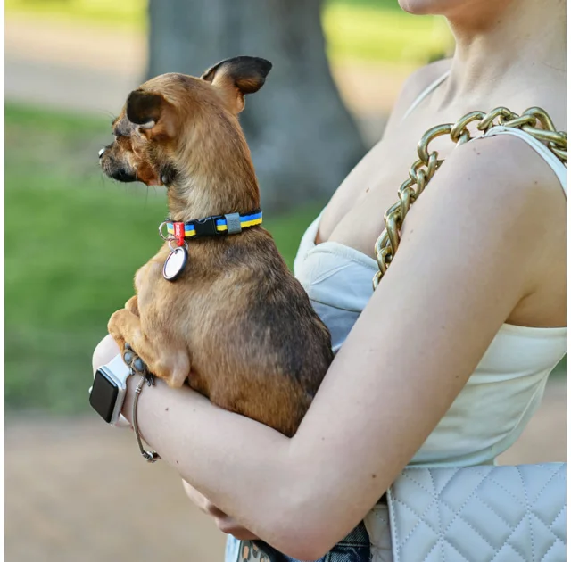 Нашийник нейлоновий Waudog Nylon для собак, з QR паспортом, малюнок "Colors of freedom",  XS, 10 мм, 20-30 см