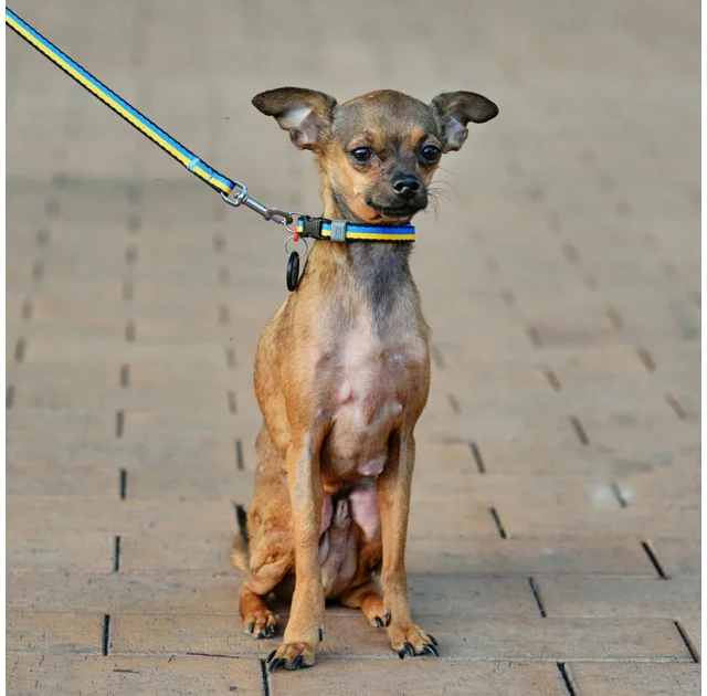 Нашийник нейлоновий Waudog Nylon для собак, з QR паспортом, малюнок "Colors of freedom",  XS, 10 мм, 20-30 см