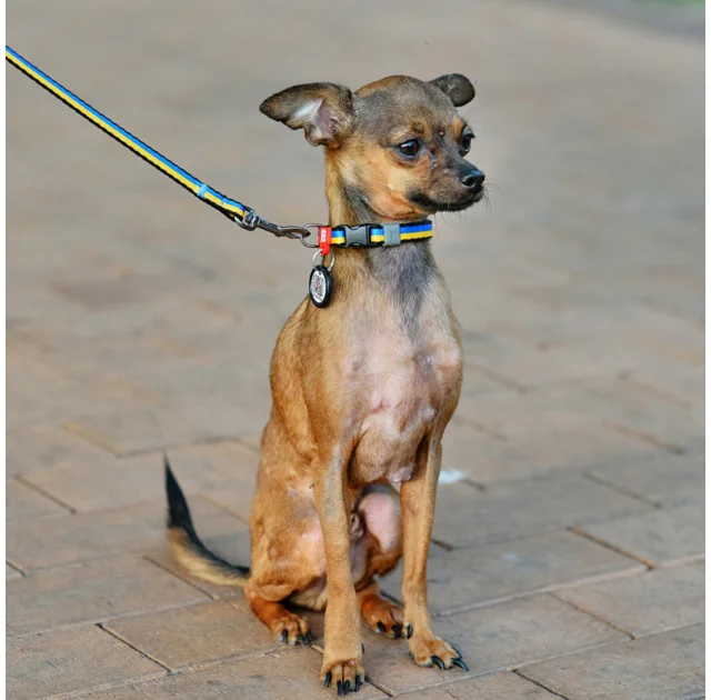 Нашийник нейлоновий Waudog Nylon для собак, з QR паспортом, малюнок "Colors of freedom",  XS, 10 мм, 20-30 см