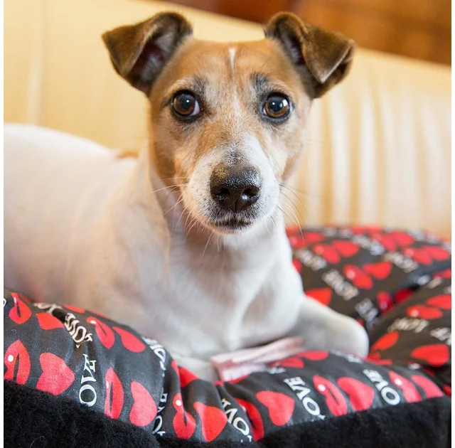 Подушка-подстилка Ferplast Relax 65/6 Rose для кошек и собак, из хлопка, 65×42 см