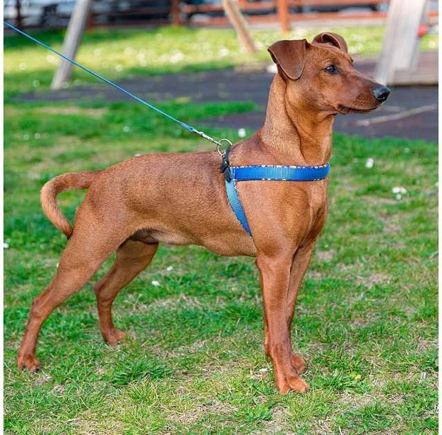 Ferplast Agila Fantasy 2 Blue эргономичная шлейка для собак с мягкой подкладкой и эластичным шнуром, 32x50 см