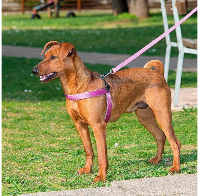 Ferplast Agila Fantasy 2 Cyclamen эргономичная шлейка для собак, 32x50 см