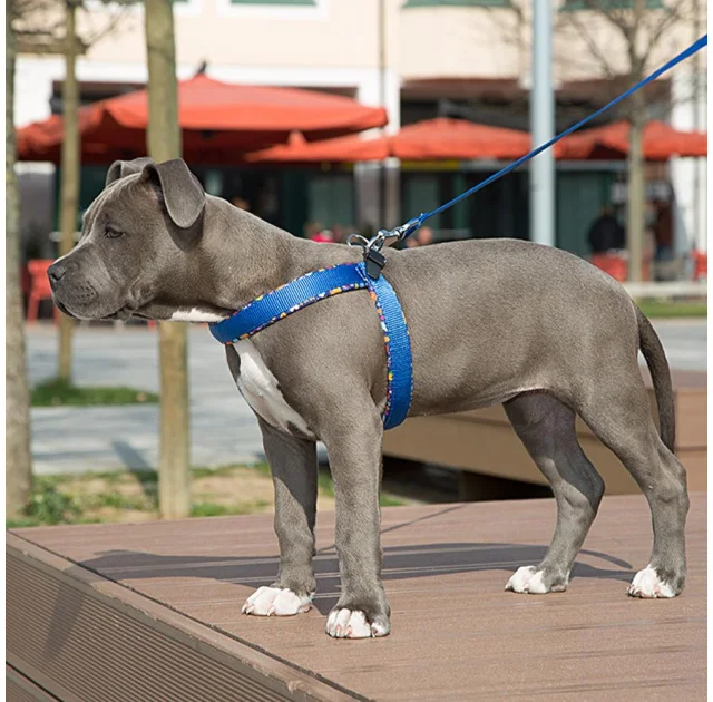 Ferplast Agila Fantasy 4 Blue эргономичная шлейка для собак с мягкой подкладкой и эластичным шнуром, 44x52 см