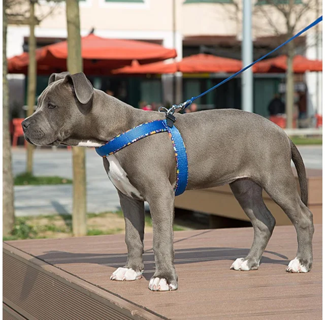 Ferplast Agila Fantasy 5 Blue эргономичная шлейка для собак с мягкой подкладкой и эластичным шнуром, 50x58 см