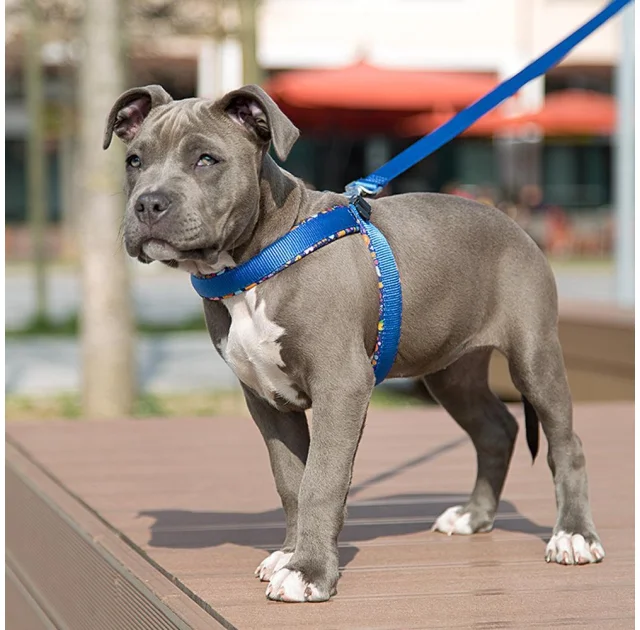 Ferplast Agila Fantasy 6 Blue эргономичная шлейка для собак с мягкой подкладкой и эластичным шнуром, 57x65 см