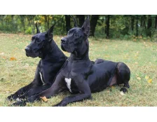 Немецкий дог