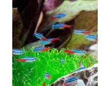 Совместимость рыб в аквариуме