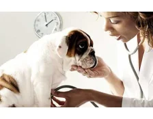 9 ветеринарных препаратов, которые обязательно должны быть в аптечке