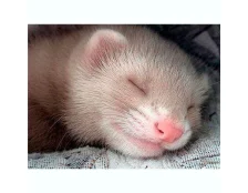 Уход за зубами хорька