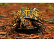 Уход за когтями черепахи