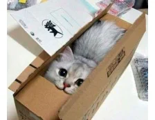 Коробка для кошки