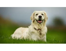 Сахарный диабет у собаки