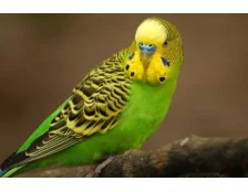 Лучший корм для волнистых попугаев