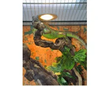 Решили завести игуану? Не забудьте про террариум для игуаны