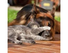 Домашнее животное - это большая ответственность для человека