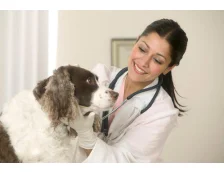 Что нужно знать перед походом с собакой к ветеринару?