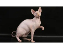 Как ухаживать за канадским сфинксом