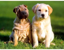 Сколько лет живут собаки