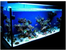 Почему зеленеет вода в аквариуме