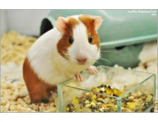 Рациональное питание морской свинки